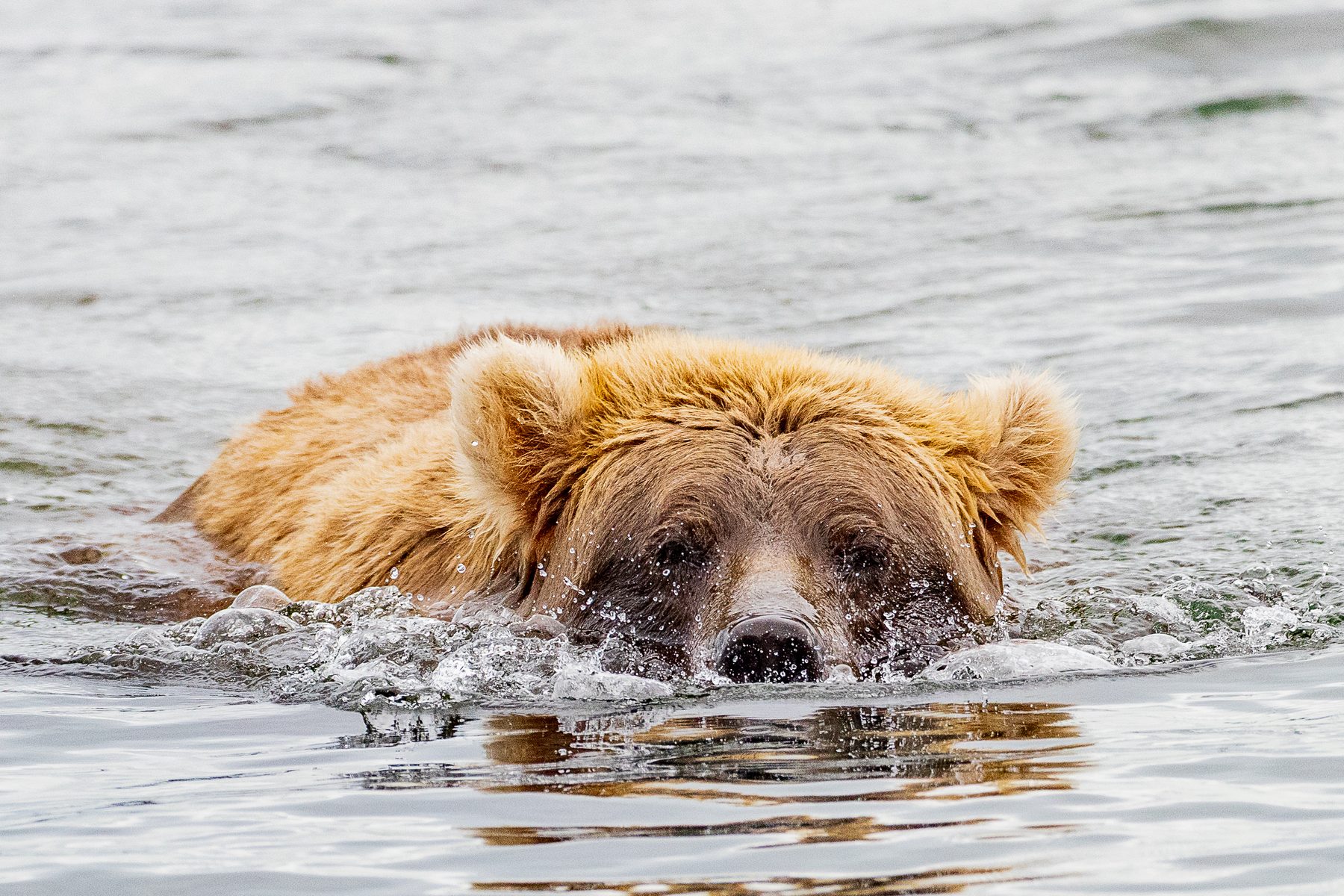 A grizzly swimming straight toward the camera in the Great Bear Rainforest