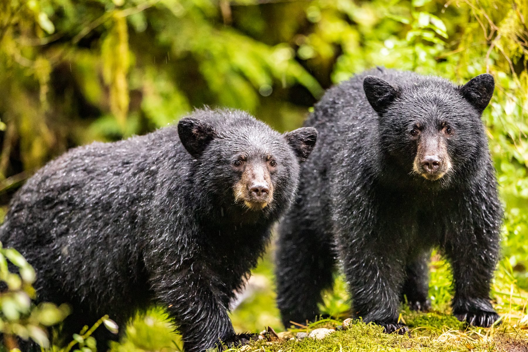 Two black bears side by side on a mossy bank in the Great Bear Rainforest