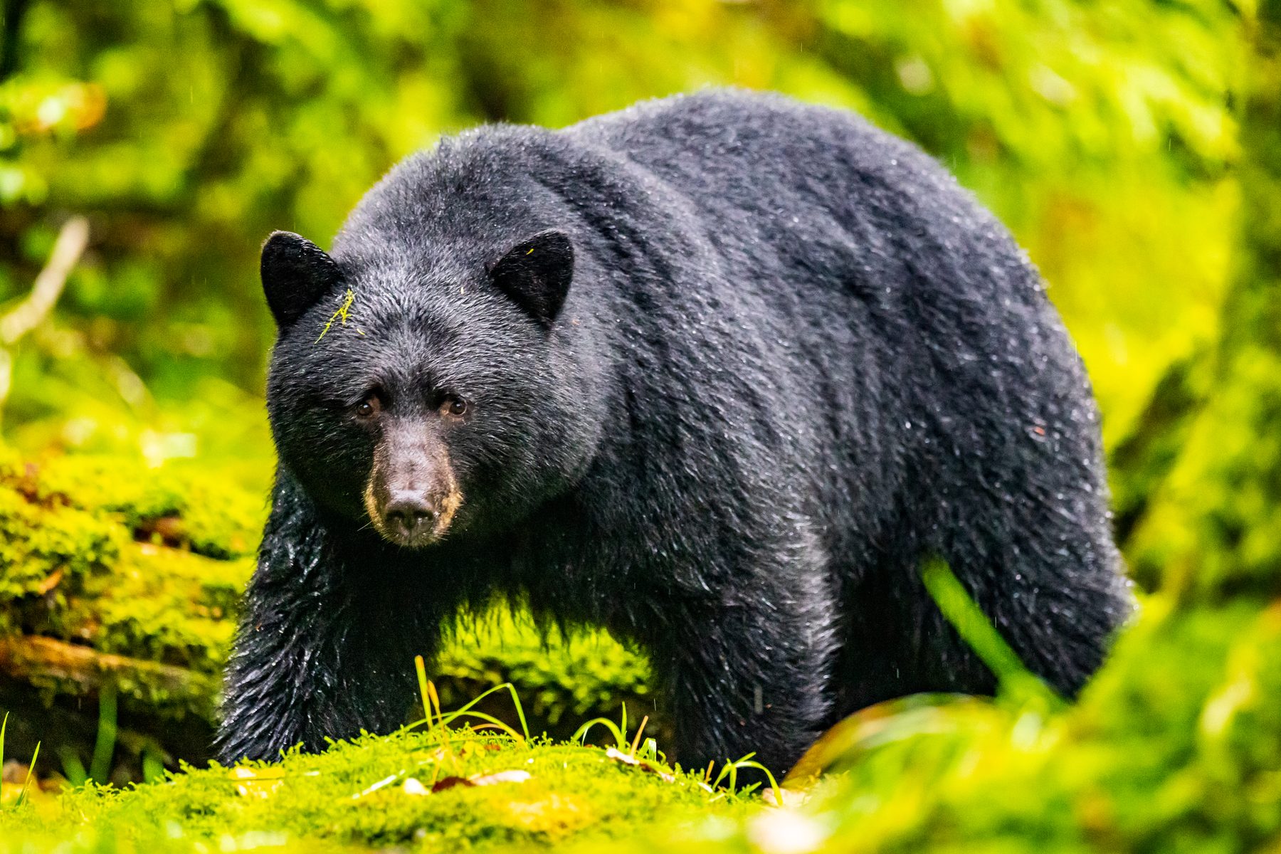 A black bear walking through deep moss in the Great Bear Rainforest